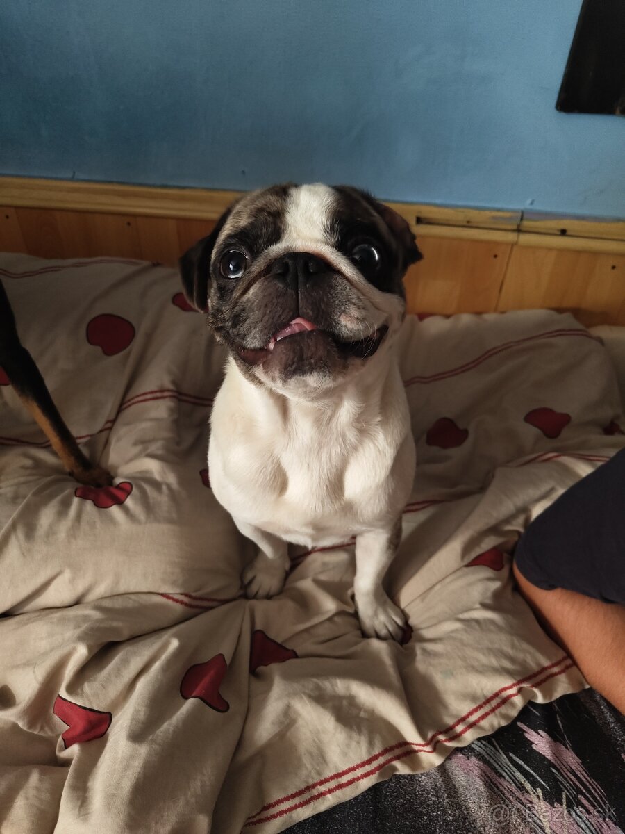 Darujem Mopslika - 2