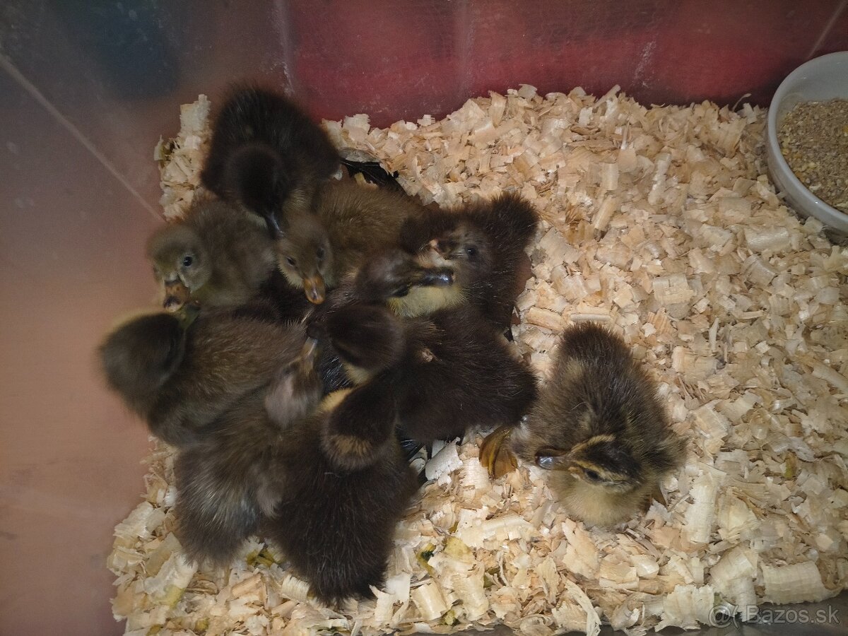 Kačiatka - Indických bežcov - 2