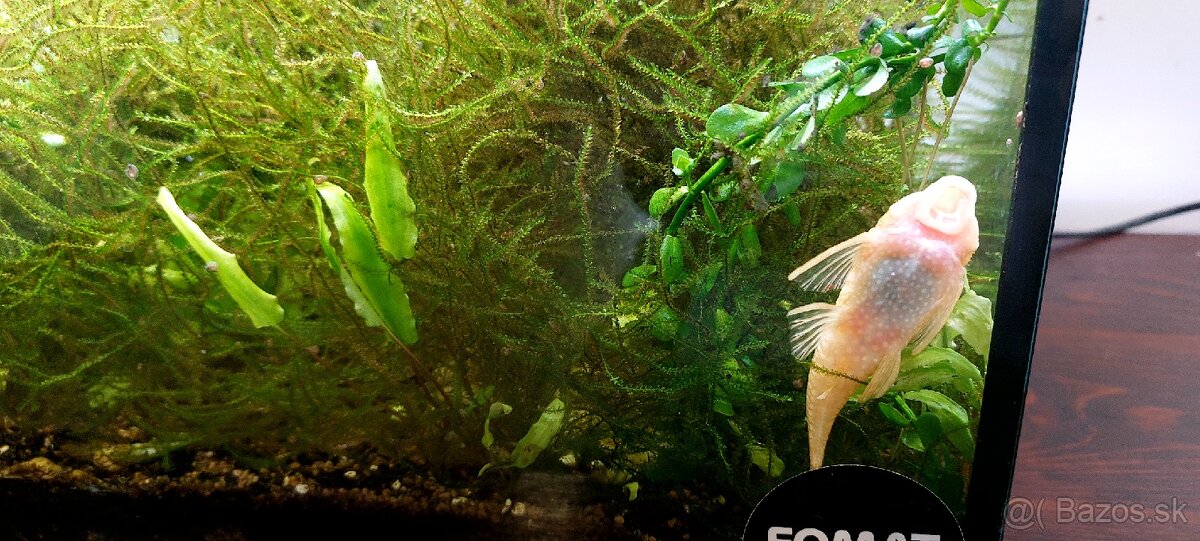 Aquarium 2x s príslušenstvom - 2