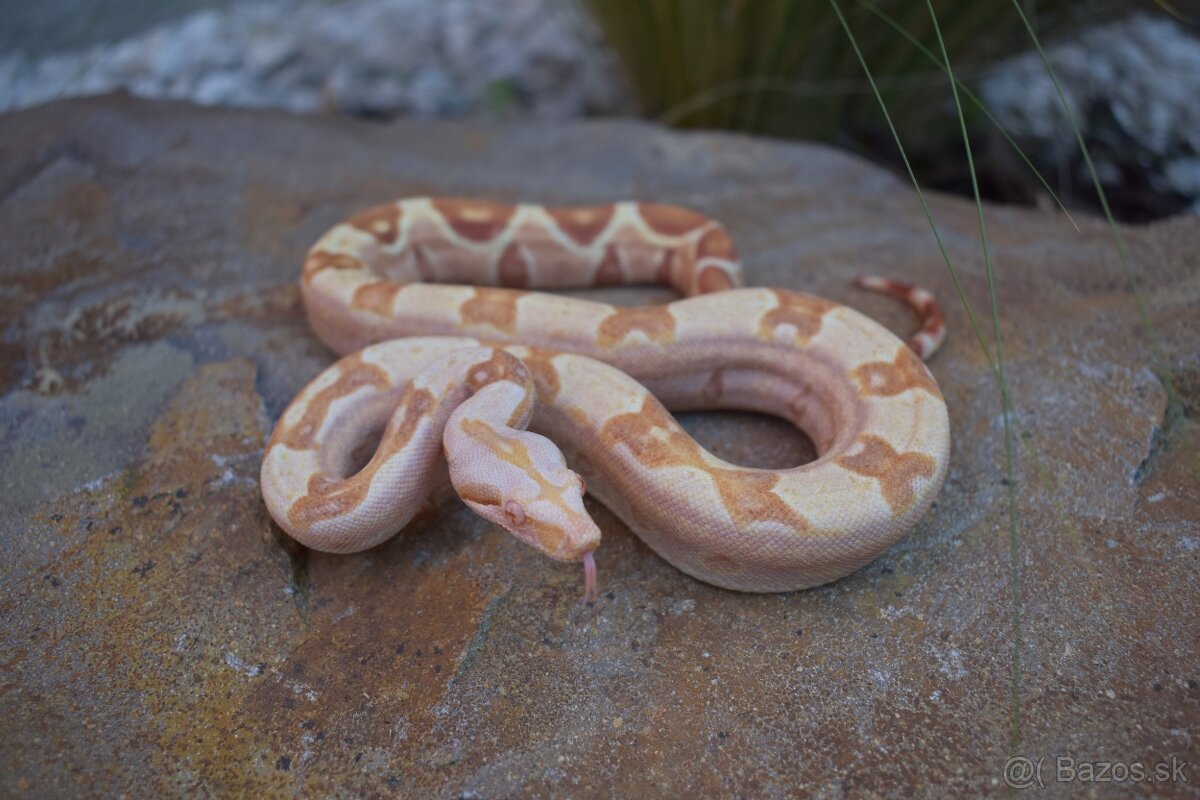 Boa Constrictor Imperator - 2