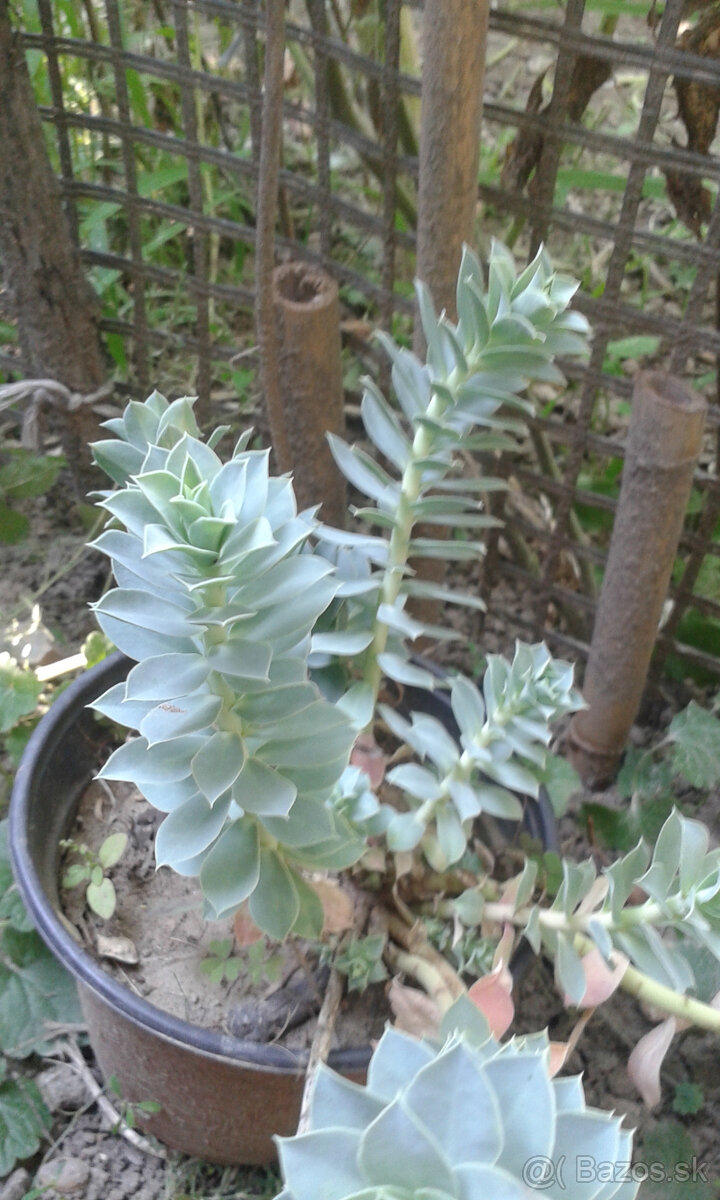 Euphorbia polychroma - 2