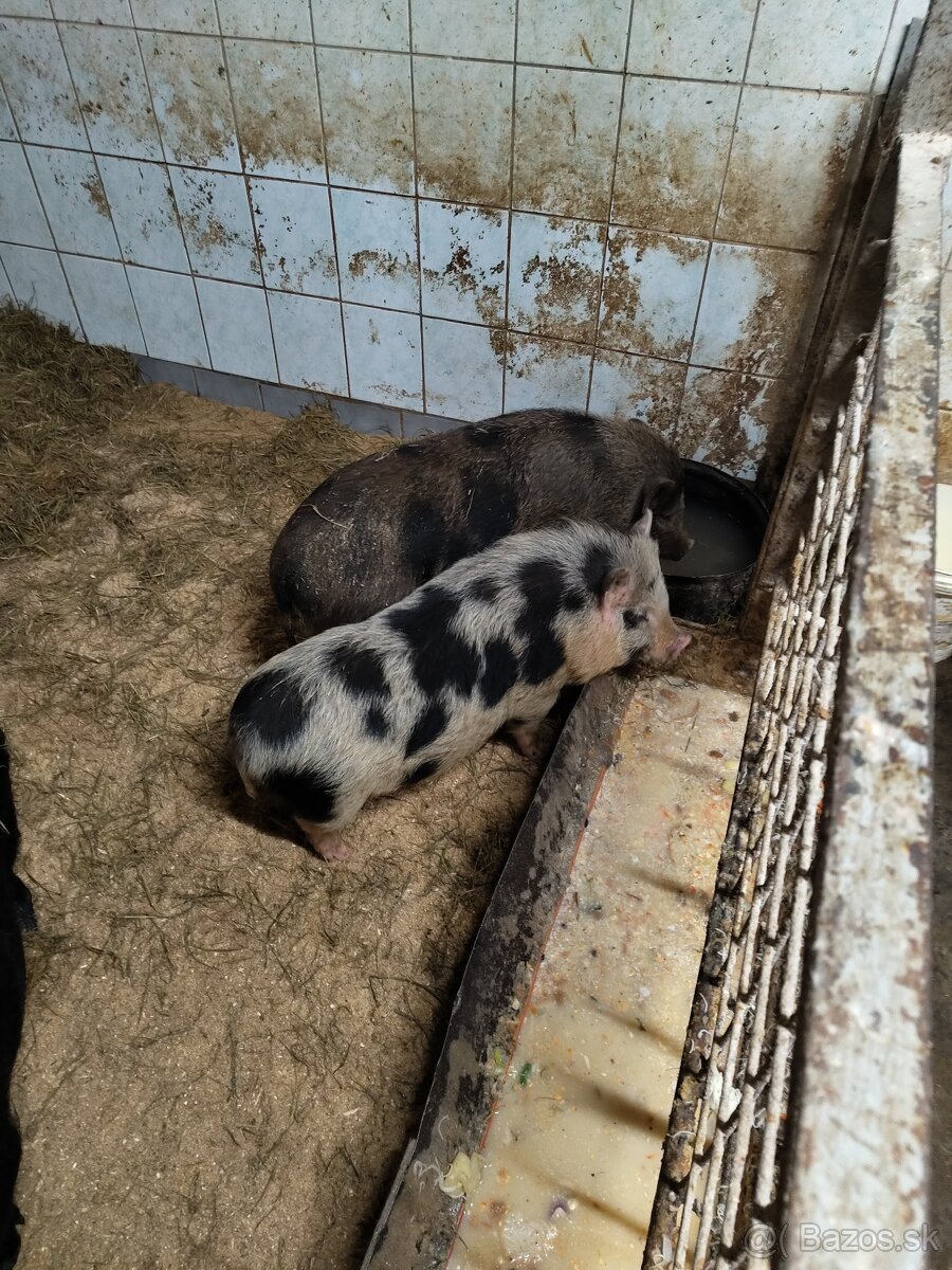 Vietnamské prasce - 2