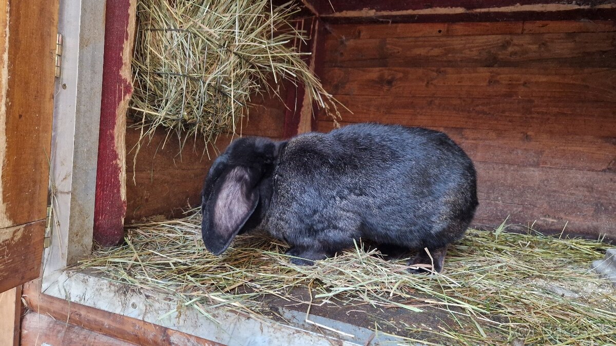 Predám mladú samicu do chovu - 2