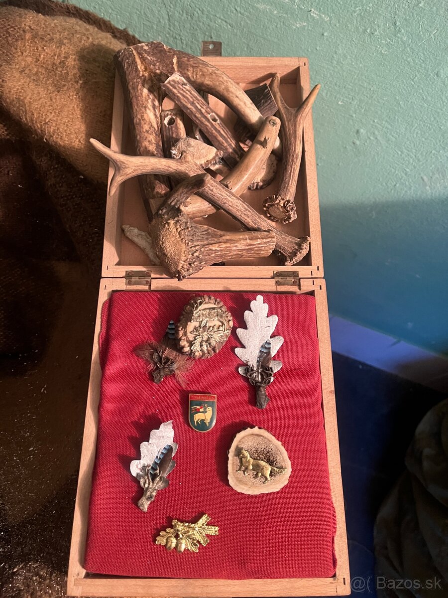 Parožie srnčie - 2