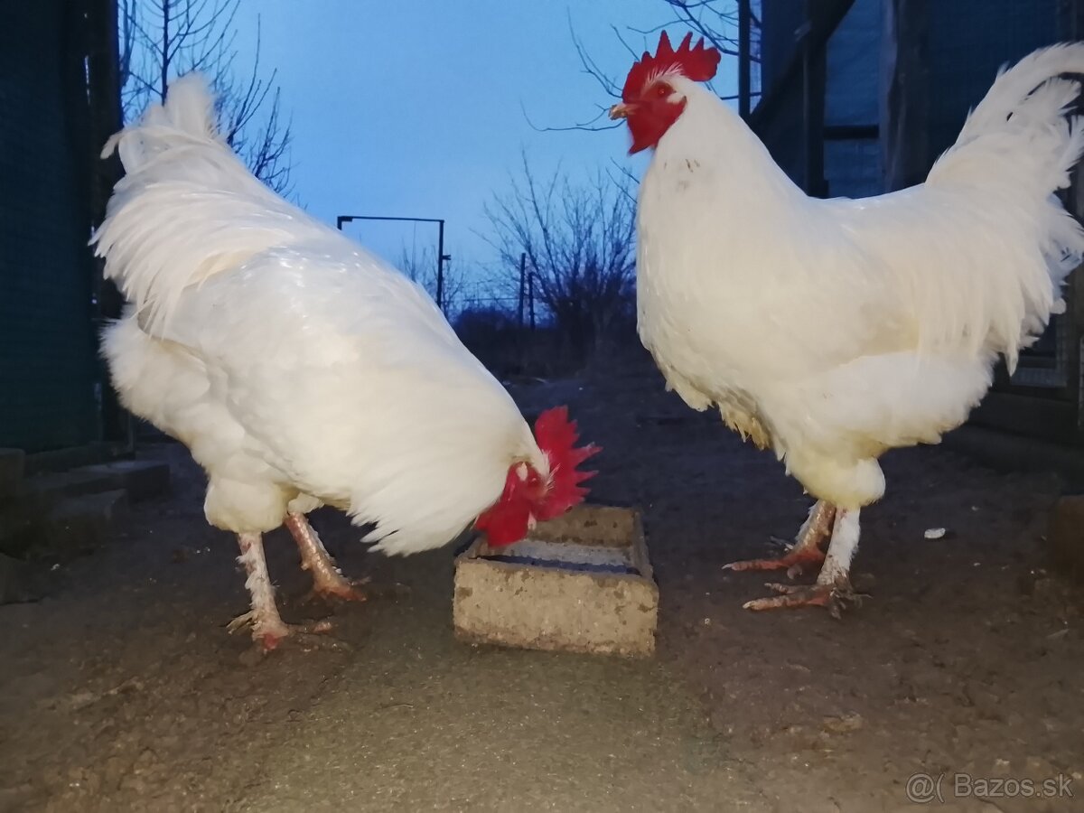 Násadové vajíčka Marans biela - 2