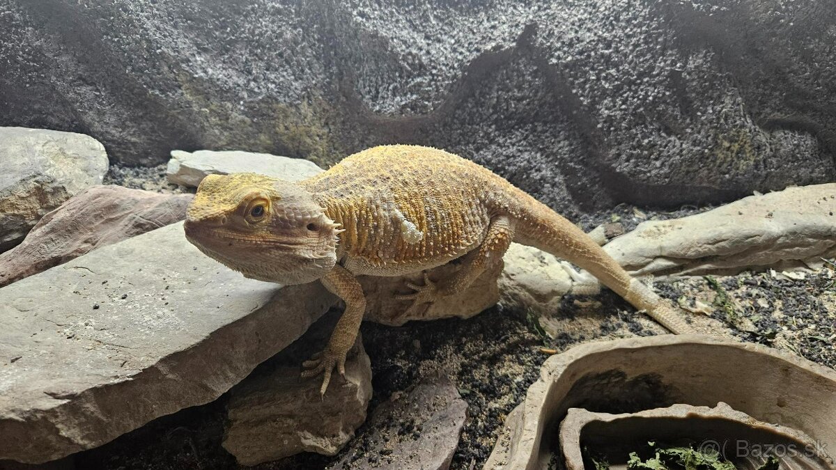 Agama bradata + terarium - 2