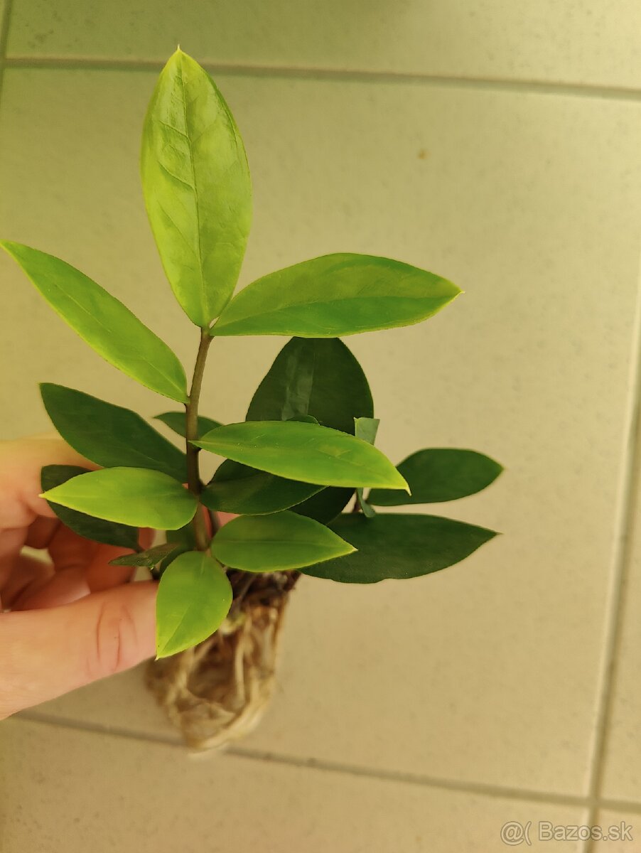 Zamioculcas - 2