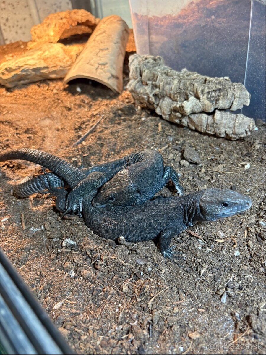Timon lepidus melanistic 3.3 - 2