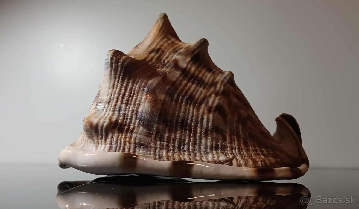 Krásna stará veľká mušľa - 2