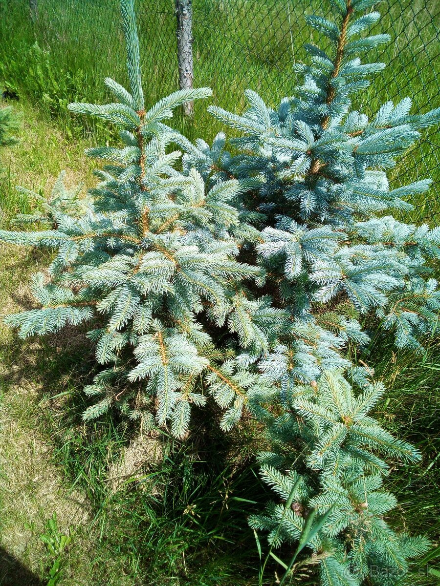 Strieborný smrek - 2