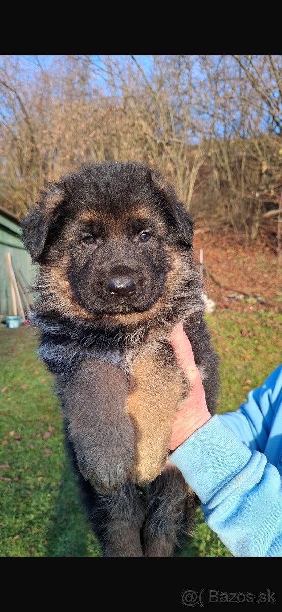 Nemecký ovčiak šteniatka - 2