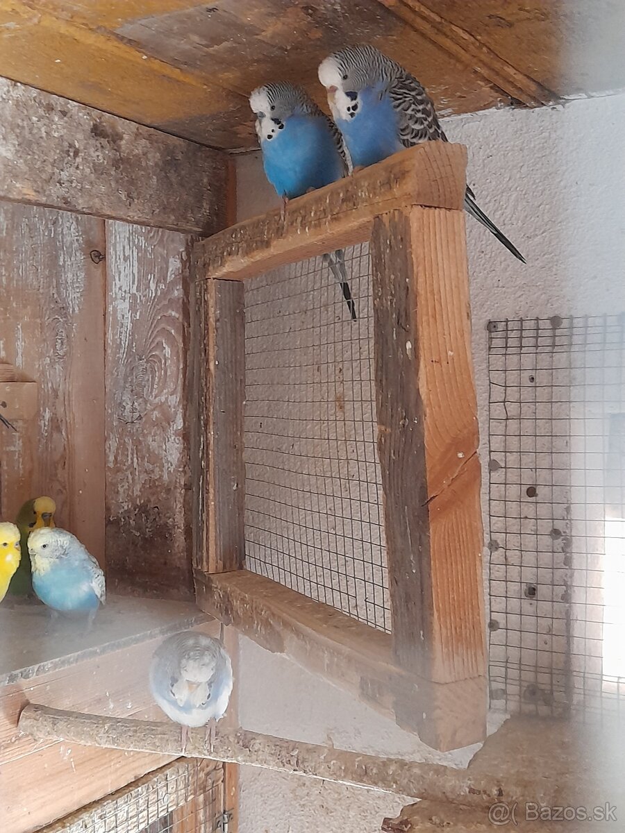 Andulky mladata 2025 - 2