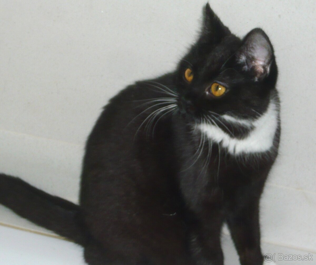 Čaká na dobrú rodinku - 2