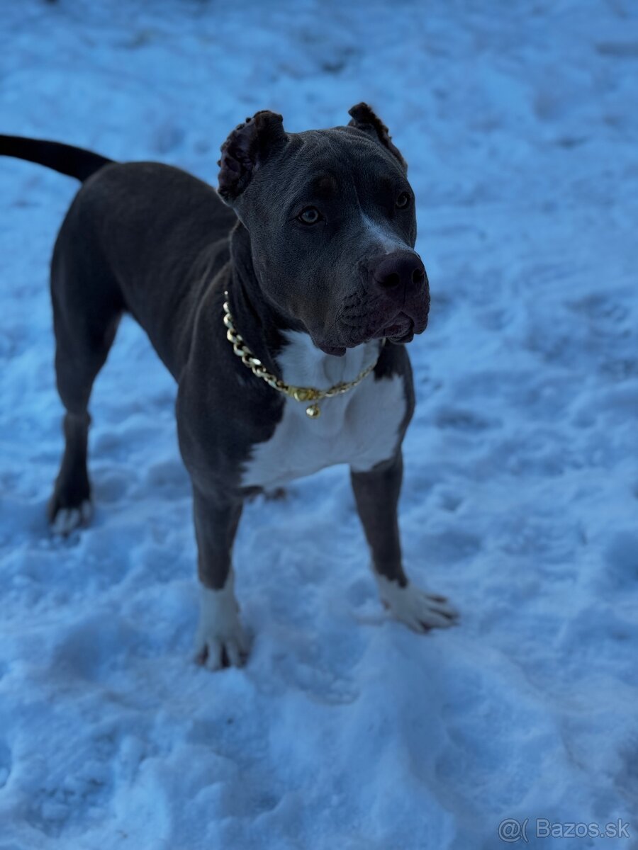 American bully xl lilac tricolor - 2