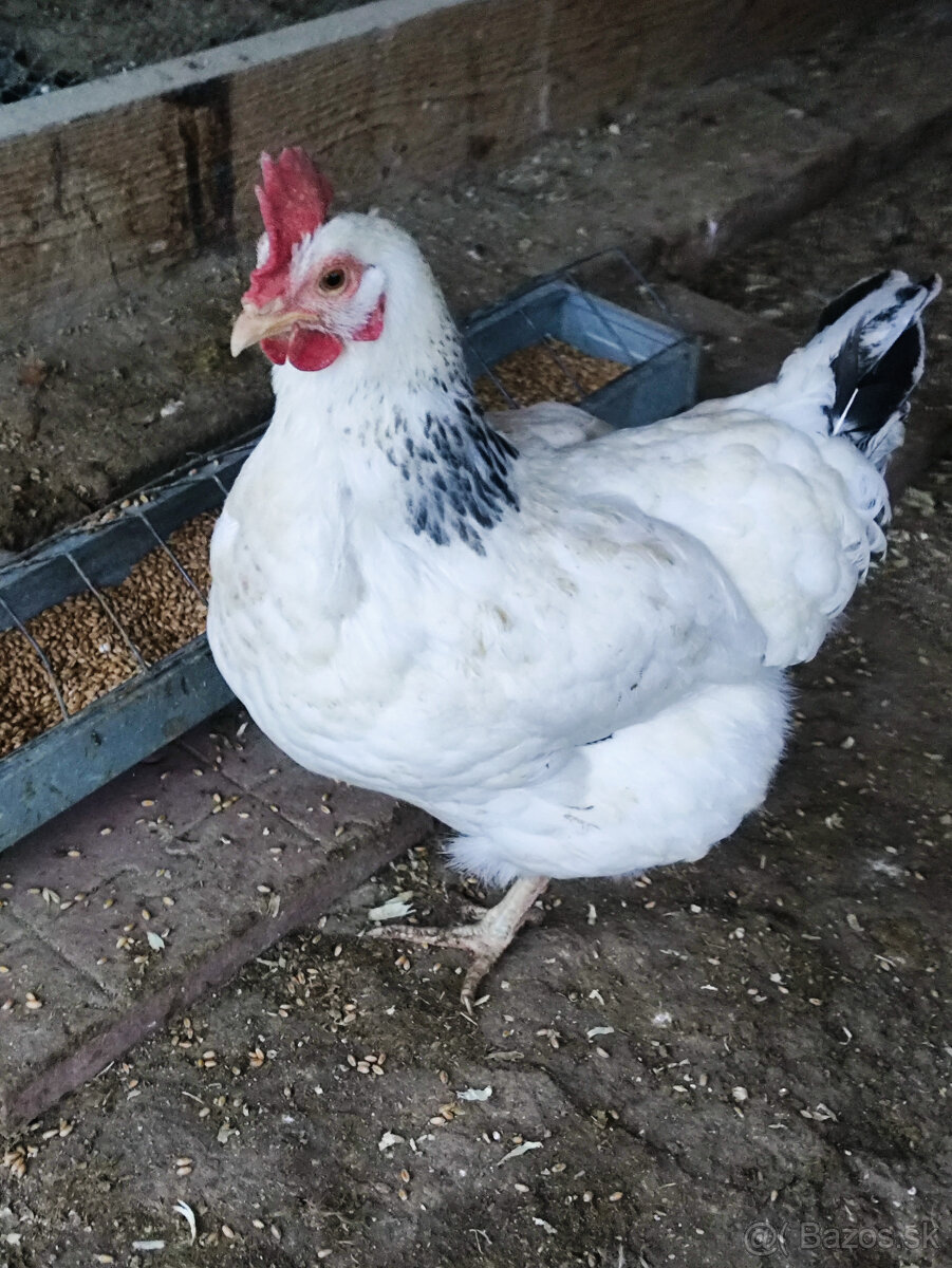 Predám sliepky+kohút - 2