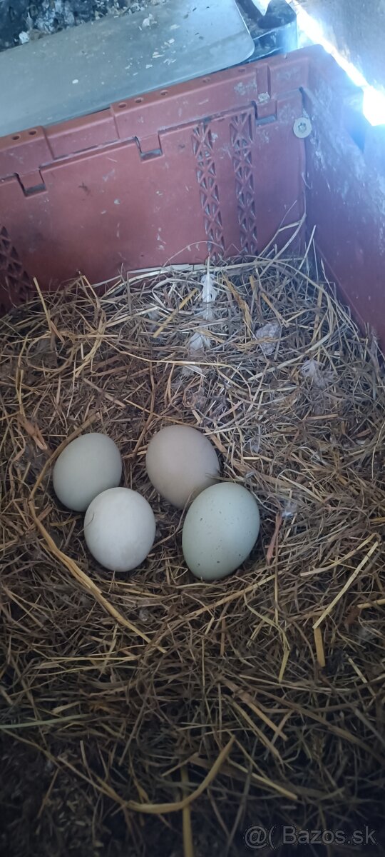 Nasadove vajcia - 2