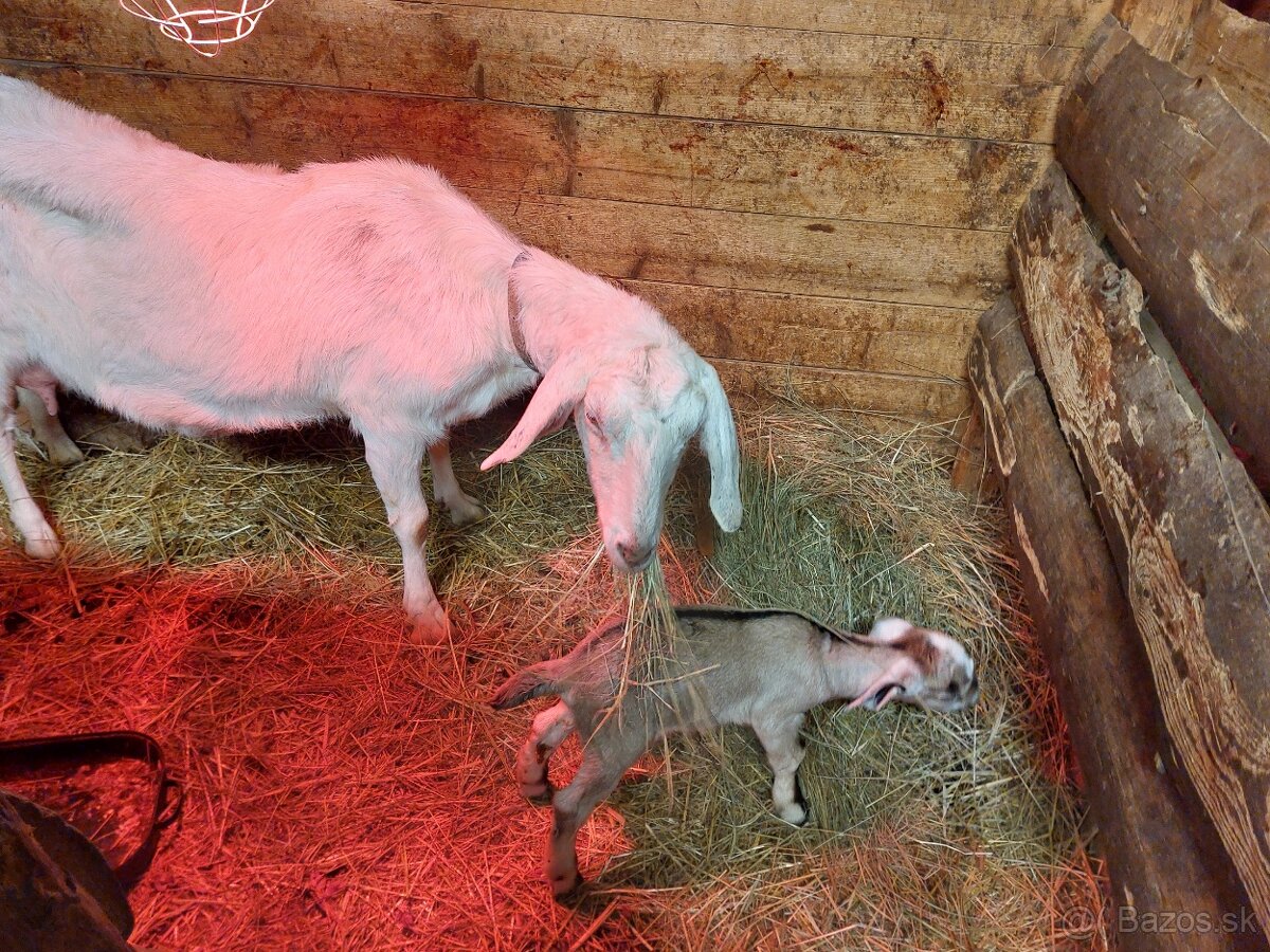 75% AN koza dojná - 2