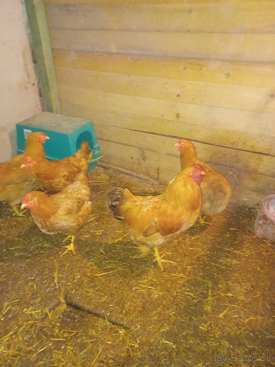 Oravka zlato hnedá N.V. - 2