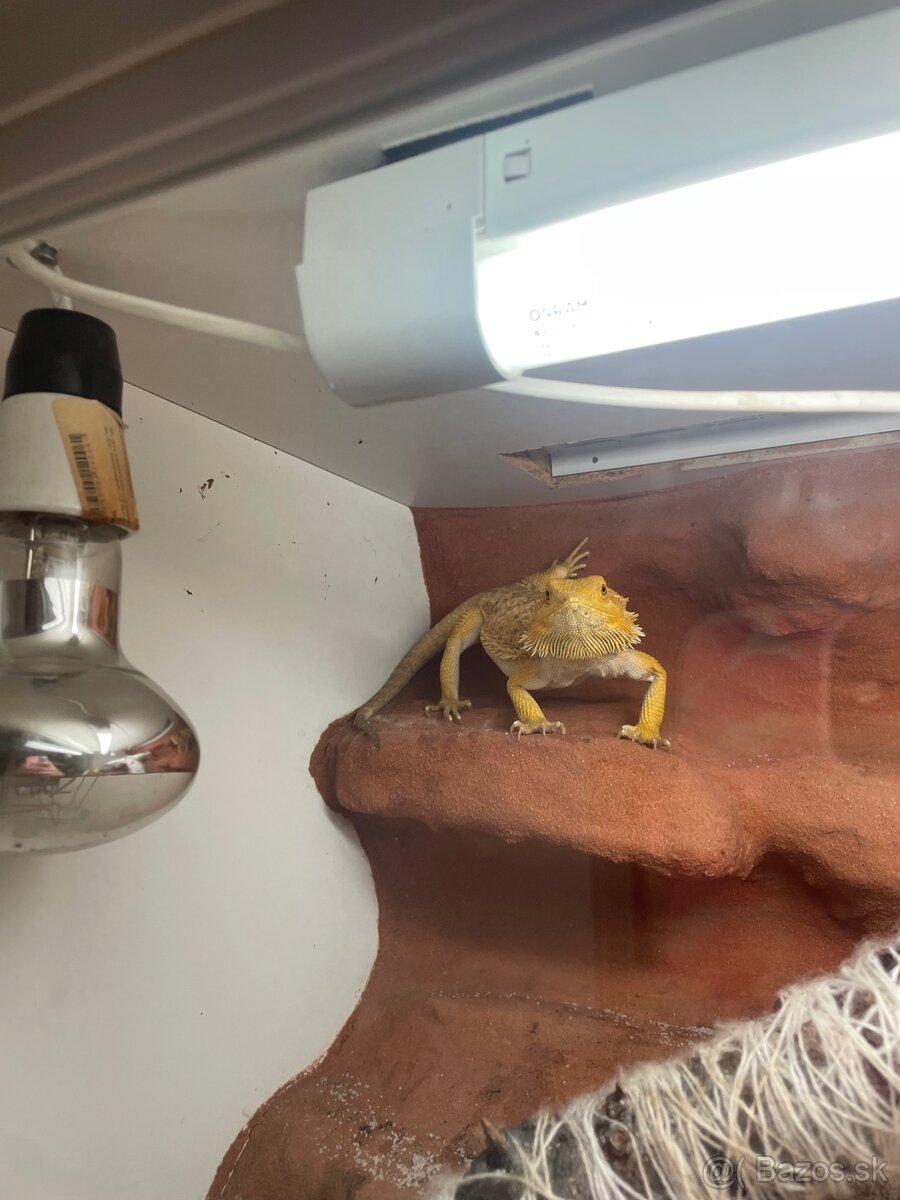 Predám 2 agamy s terárkom a príslušenstvom - 2