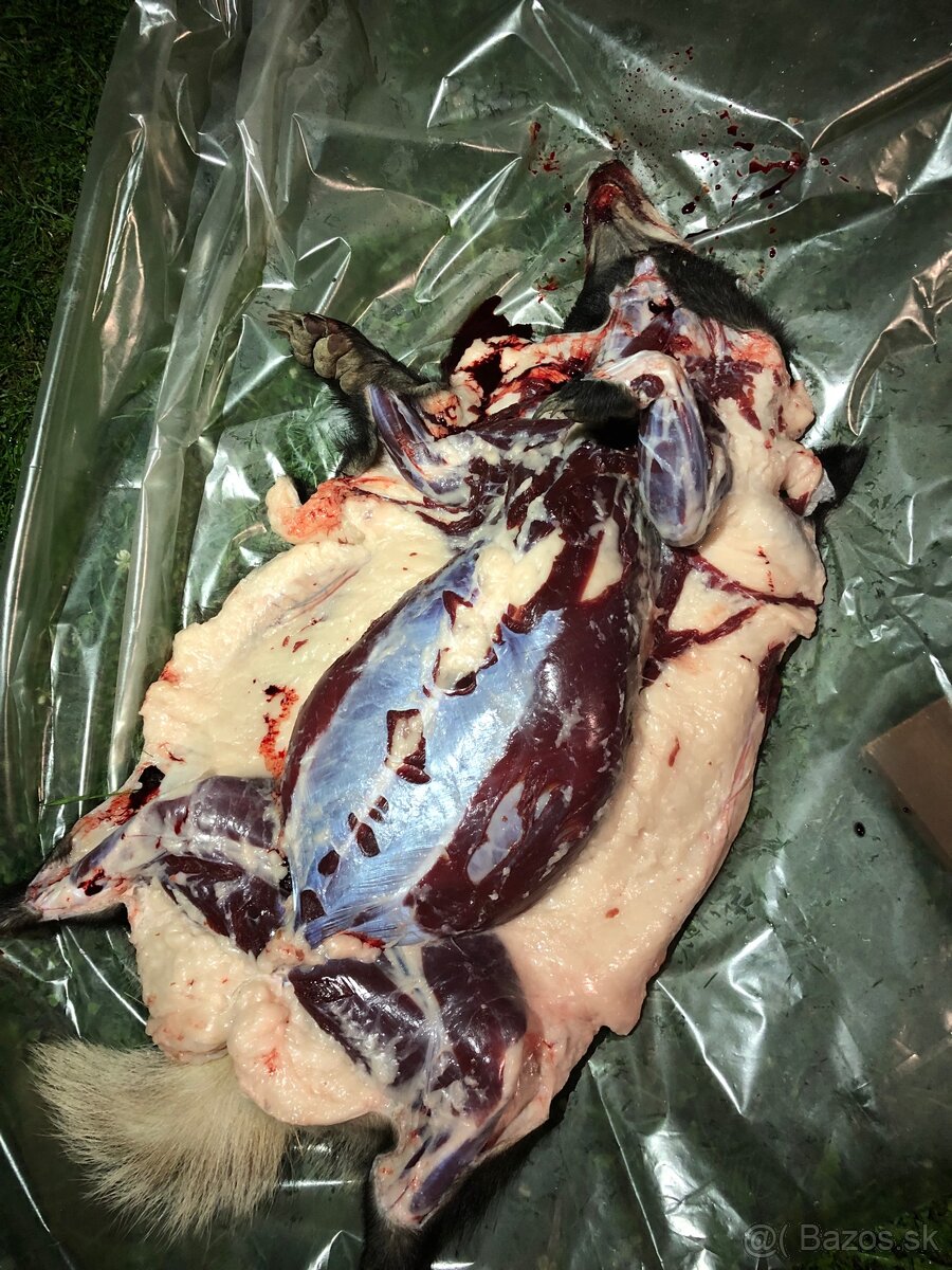 Jazvečia masť 100% - 2