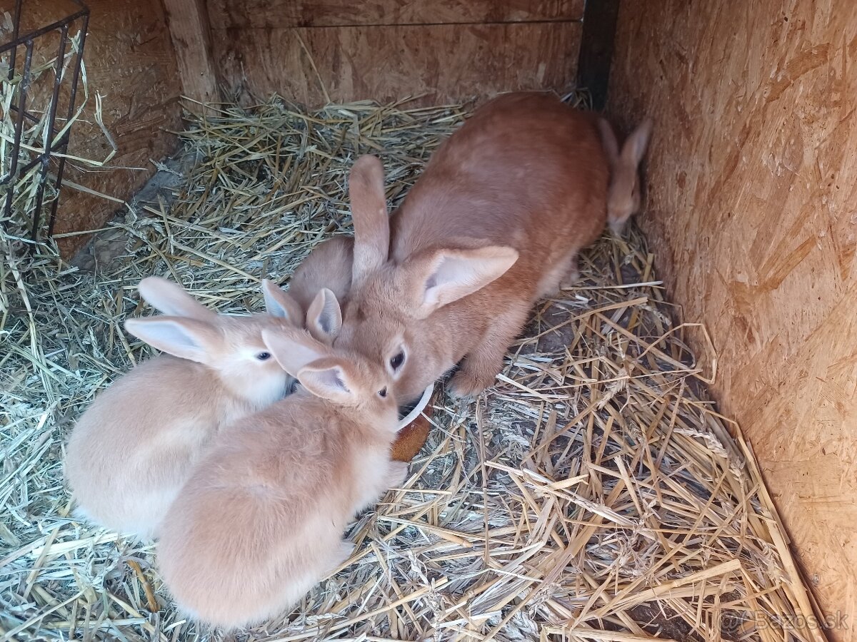 Burgundsky kralik - 2