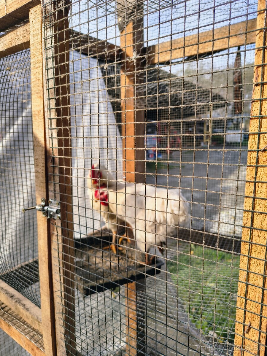 Predám mladých kohútov toho ročnych - 2