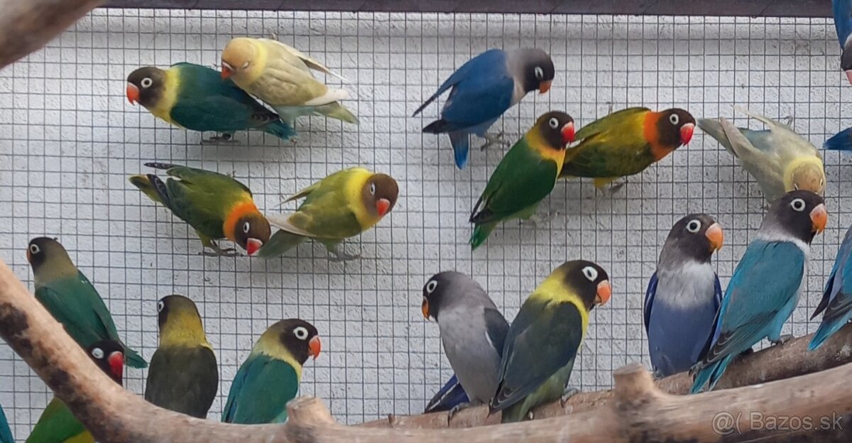 Agapornisy fischeri a škraboškové - 2