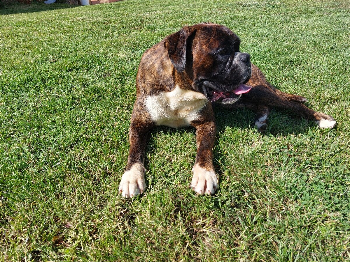 Nemecký boxer Capa Negro na krytie - 2