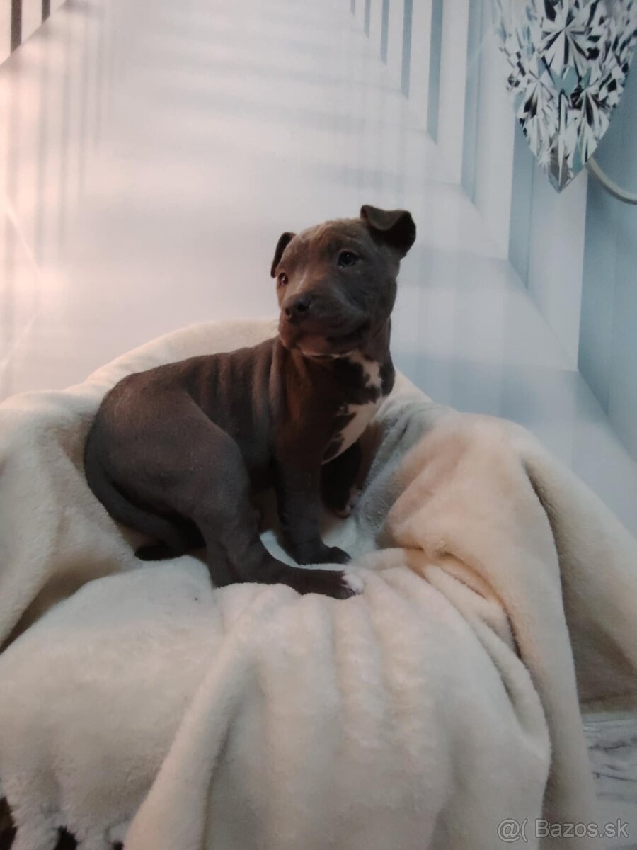 Predám Americký stafford XL - 2