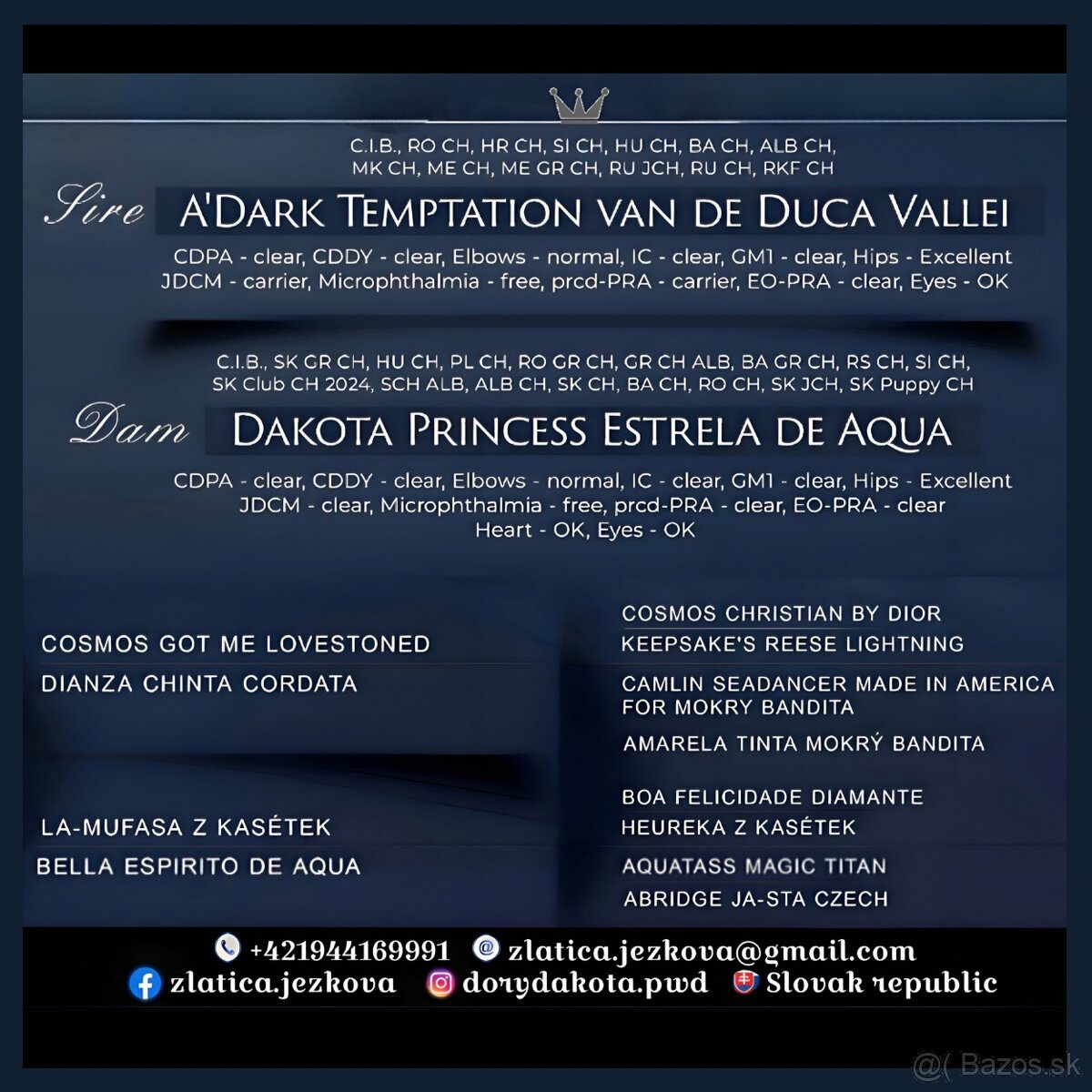 Portugalský vodný pes s PP - 2