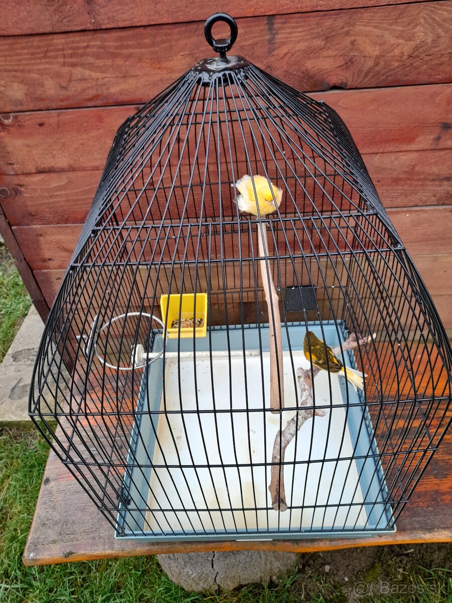 Predám kanárov - 2