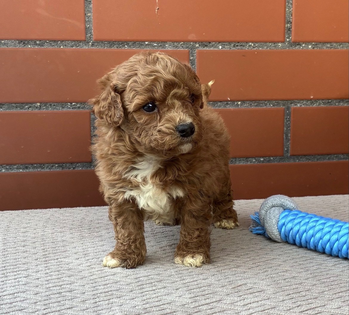 Maltipoo šteniatko psík - 2