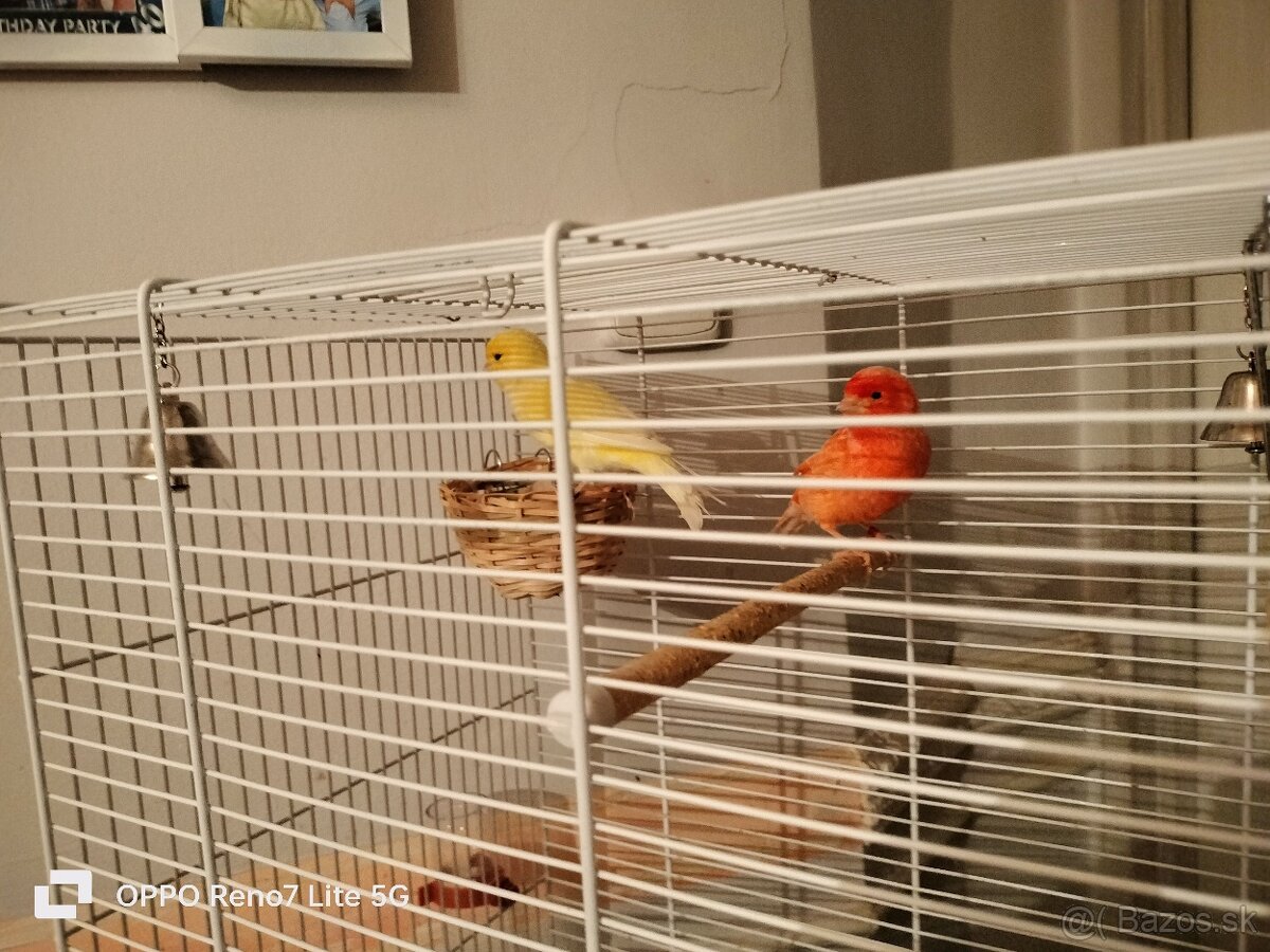 Predám kanáriky - 2