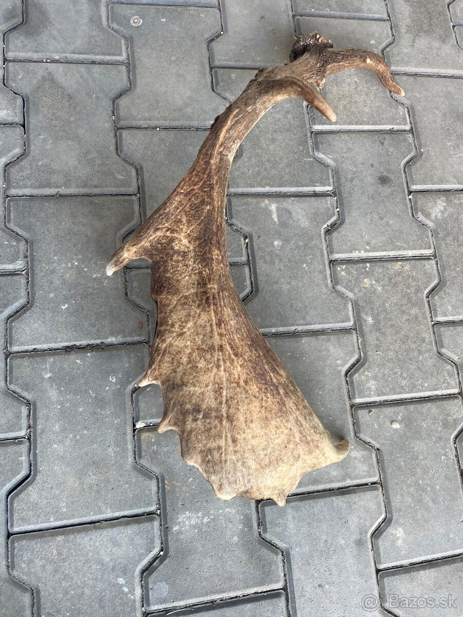 Predám parožie (zhody) - 2