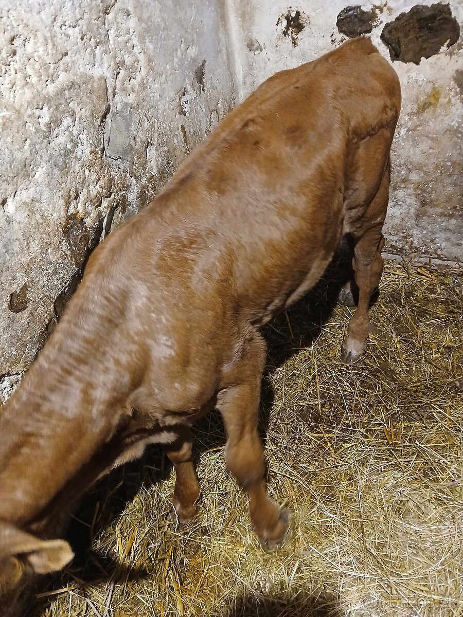 Predám býčka - 2