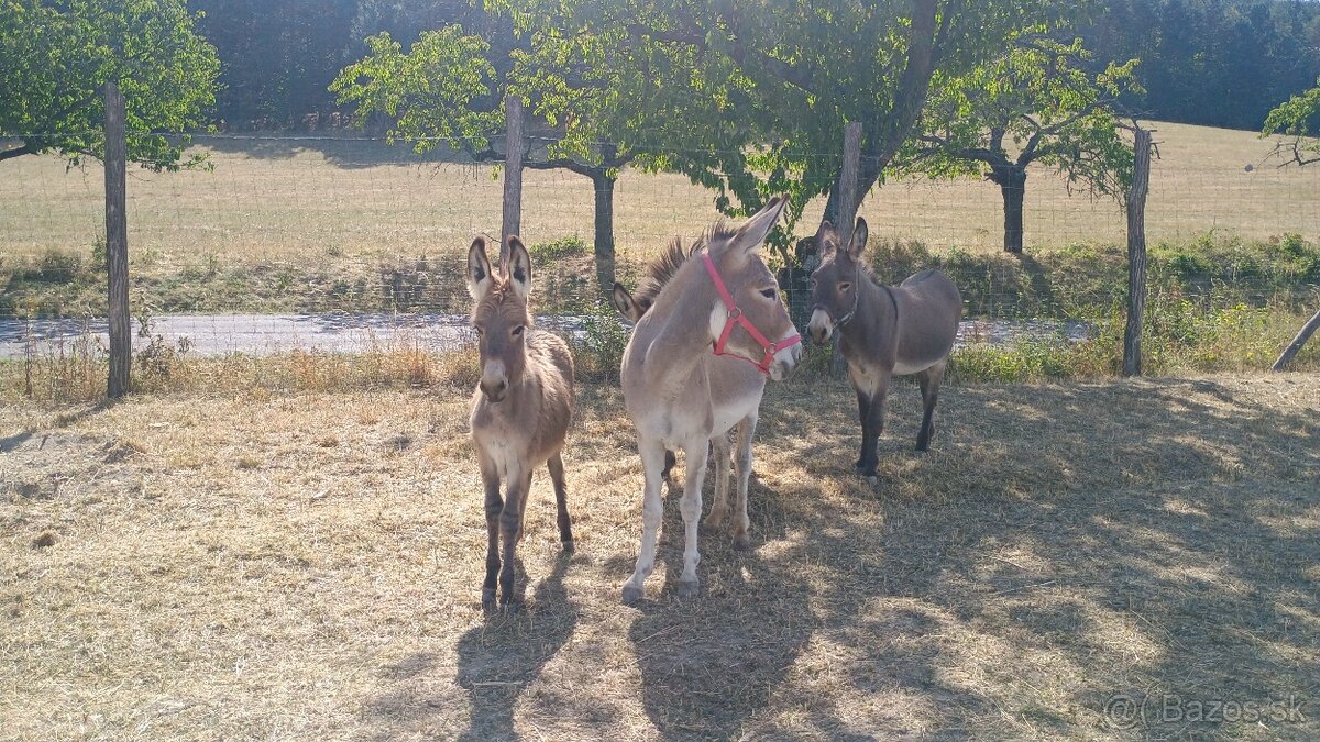 🐴 Maďarský poľný osol somár 🐴 - 2