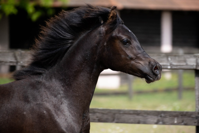 Arabský plnokrvník - 2