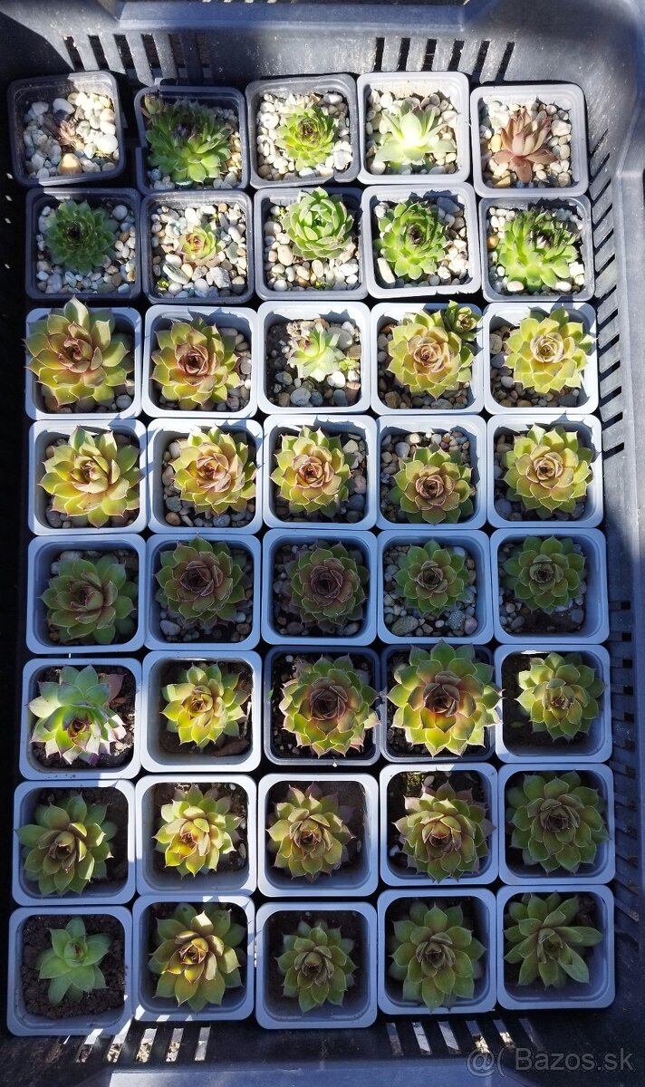 Skalničky / Skalne ruze / Sempervivum - 2