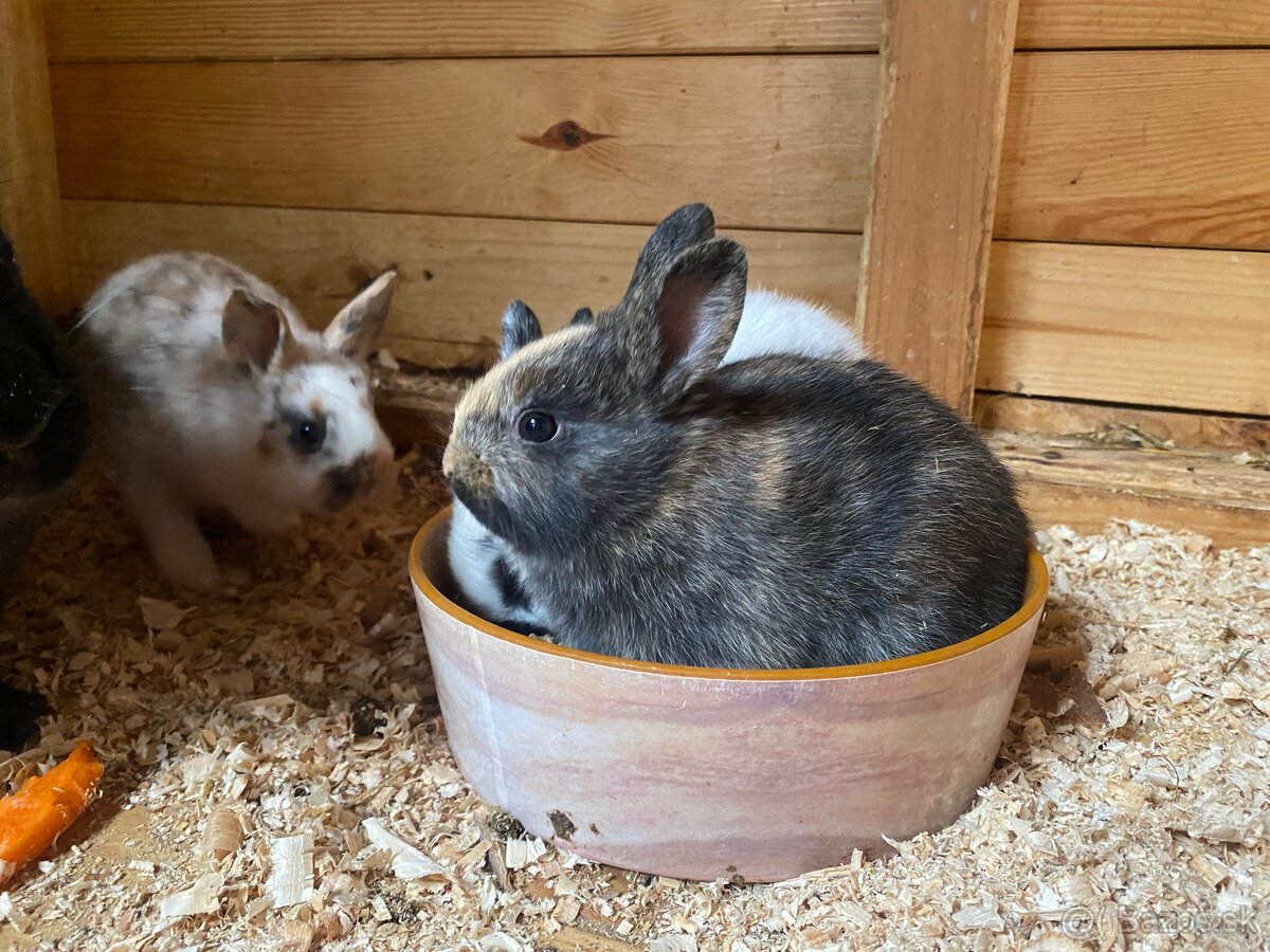 Hyla x Burgundsky x Dalmatinsky rex - 2