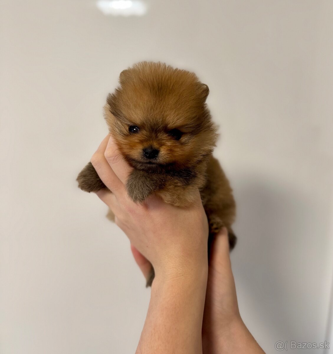 Pomeranian s PP - fenečka - 2