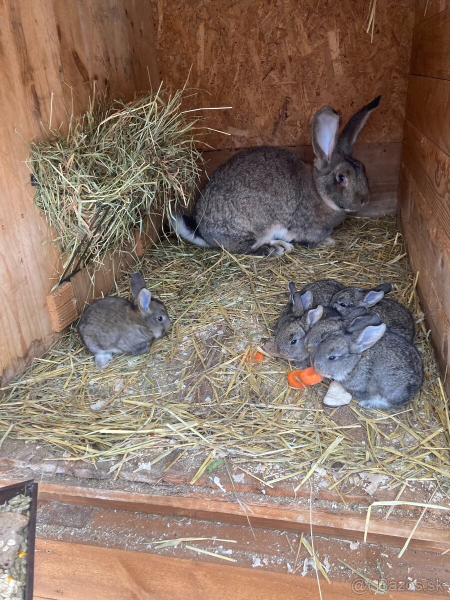 Zajace,kraliky,belgicky obor - 2