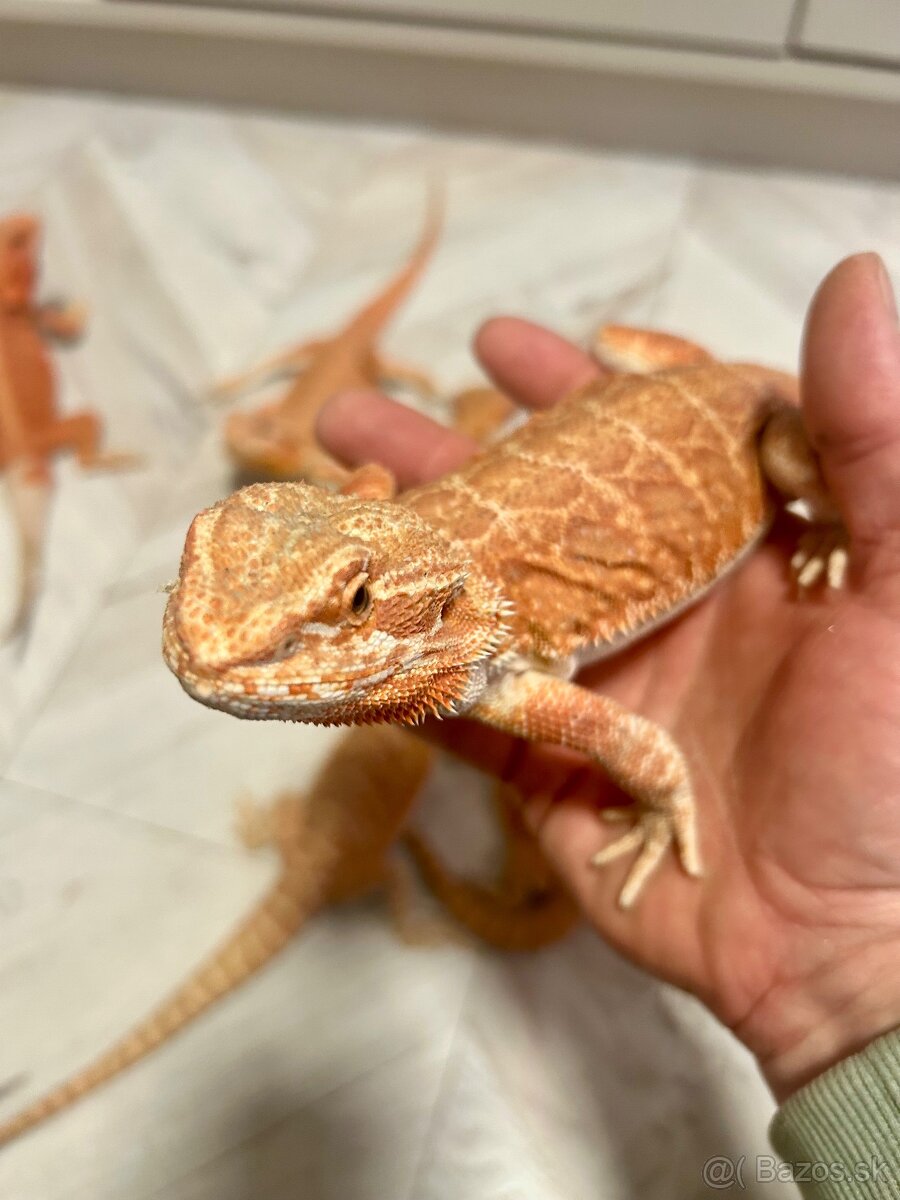 Agama bradatá - 2