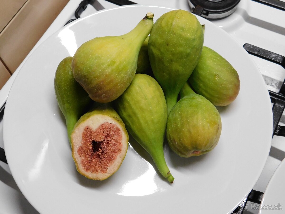 Figa - figovníky - 2