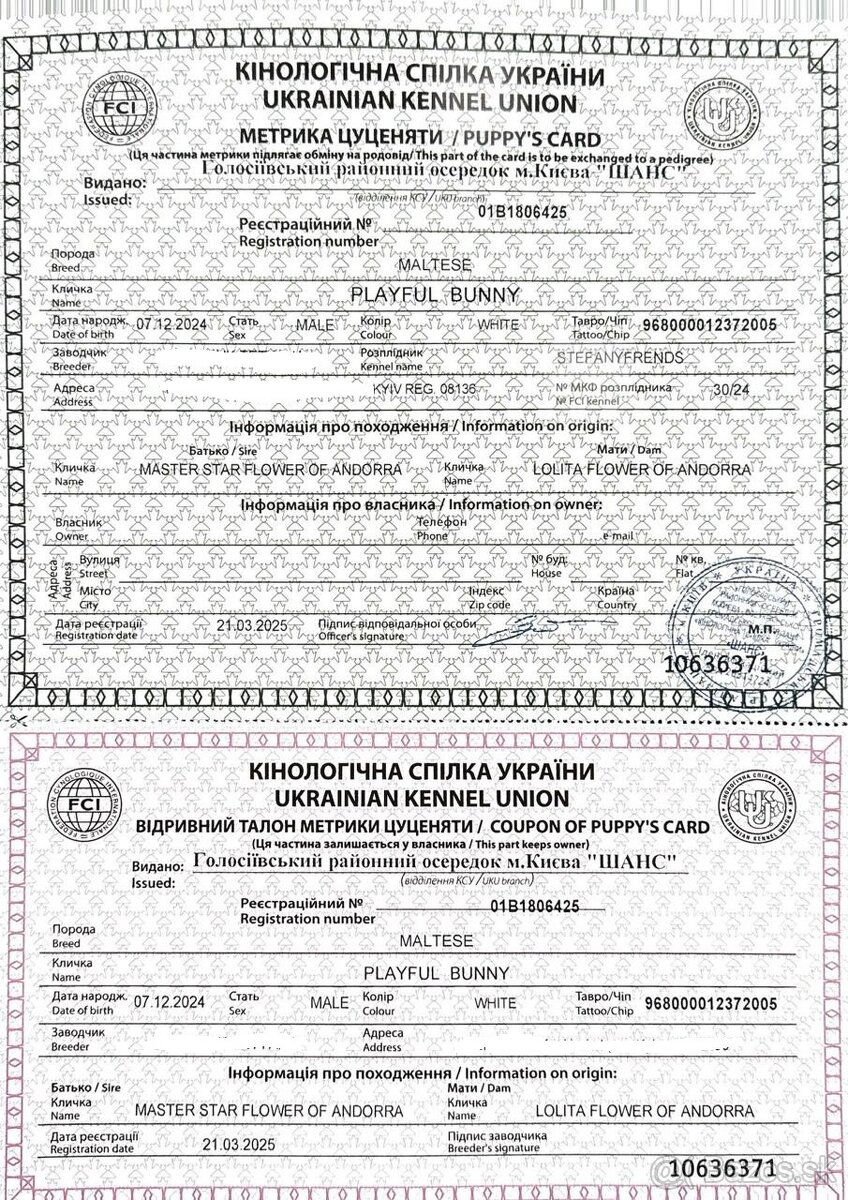 Maltézsky chlapec FCI - 2