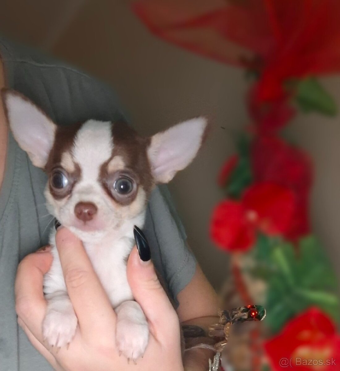 čivava bračekovia - 2