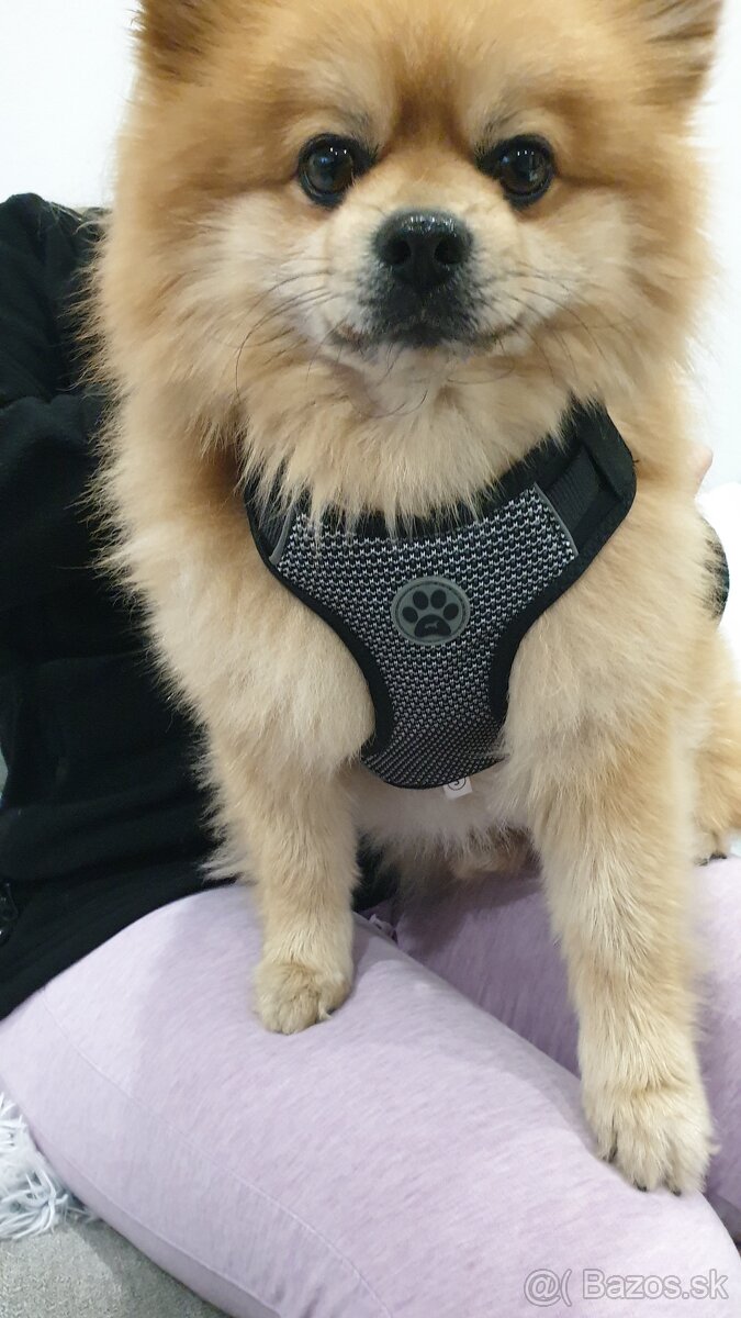 Pomeranian na krytie - 2