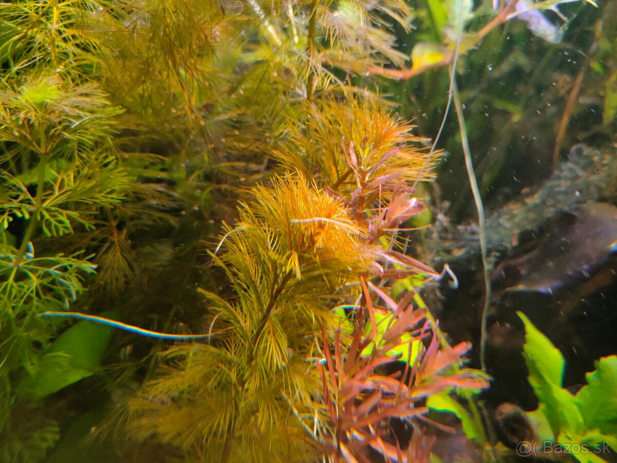 RASTLINY Z AKVARIA m - 2