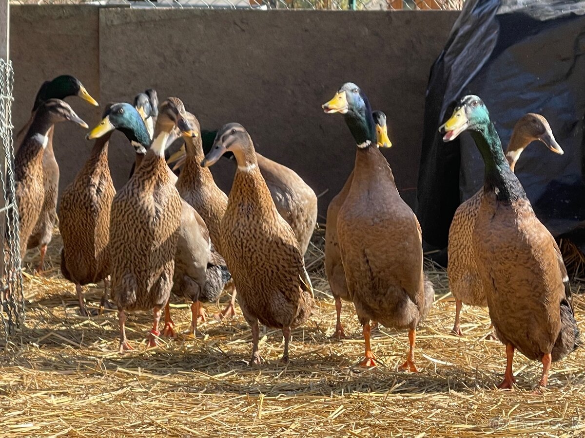 PREDÁM INDICKÉ BEŽCE - 2