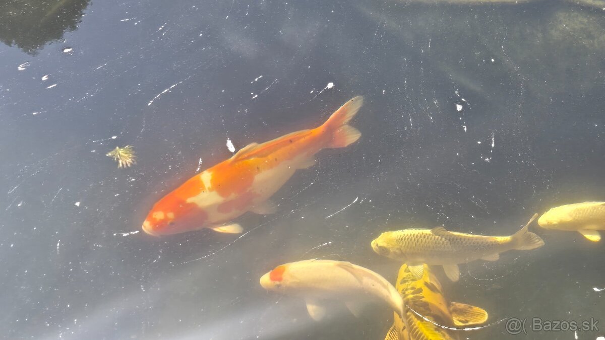 Koi kapre - 2
