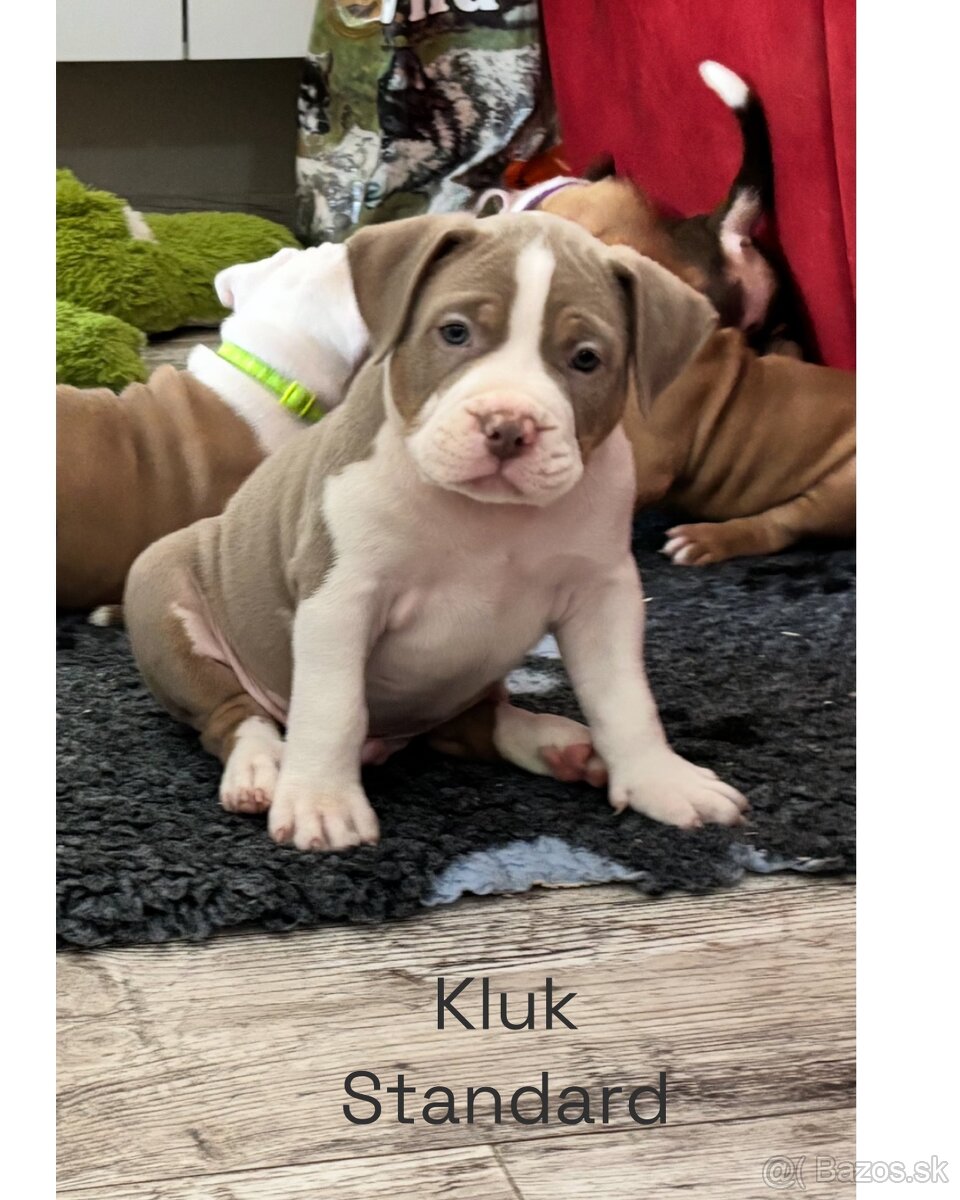 American Bully s PP - 2